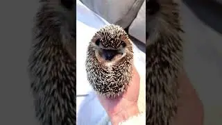 Милый ёжик #shorts