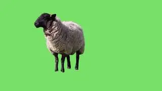 Green Screen - black face sheep (ovelha )