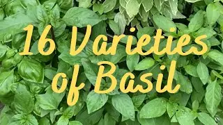 Did you try these 16 Varieties of Basil? My most and least favorite types of basil