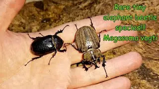 Megasoma vogti, rare tiny elephant beetles from Texas.