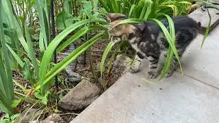 Kitten vs Blue Tongue Lizard