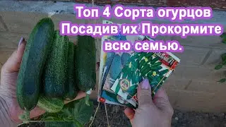 Top 4 Varieties of Cucumbers Planting them will bring a sea of ​​harvest. I share 4 varieties and...