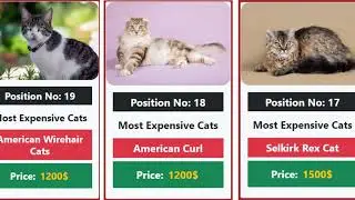 Most Expensive Cats In The World 2023 | Top 10 Most Expensive Cats Ever