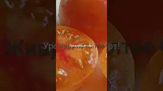 Вкусный, урожайный и созрел первым в открытом грунте