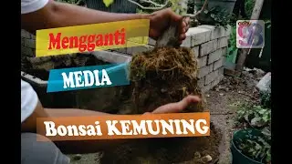 cara ganti media bonsai kemuning