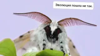 Топ подборка редких и удивительных животных.Эволюция пошла не так.Легендарные животные