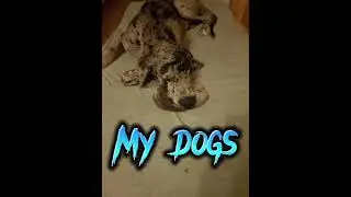 My dogs
