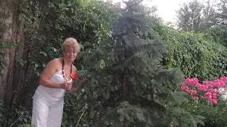 сАМЫЙ БОЛЬШОЙ УЧАСТОК УЧАСТОК ИЗ МХА БЕЗ СОРНЯКОВ