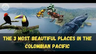 Beautiful Places in Colombia: The Pacific's Wildlife Hotspots