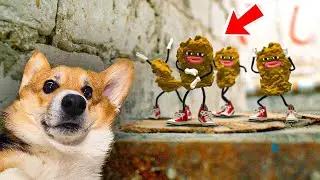 GEGAGEDIGEDAGEDAGO LIVE IN OUR BASEMENT!! Corgi Keks the Talking Dog
