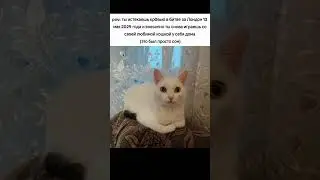 #кошка #кот #мемы #мем