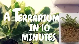 A TERRARIUM IN 10 MINUTES | SHIBI CRAFT VILLA
