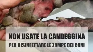 BARBARA D'URSO E LA CANDEGGINA SUI CANI