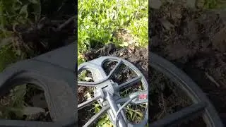 Те моменты, которые не показывает Вам копатель    #metaldetecting #коп #монеты #coin #metaldetector