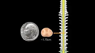 Spinal cord  Topography