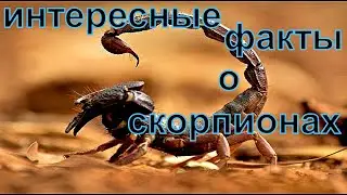 Малоизвестные факты о скорпионах