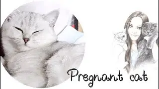 ❤️БЕРЕМЕННАЯ ШОТЛАНДСКАЯ КОШКА❤️В ОЖИДАНИИ ЧУДА❤️