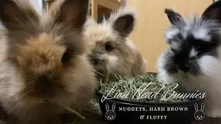 My Lion Head Rabbits - Hash Brown, Nuggets and Fluffy