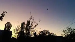 Птица летит на ночлег / вечер