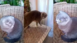 Моя помощница(2)/My assistant (просто так, для хорошего настроения)
