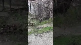 Кот радуется