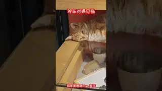 《西北巡演》第36集 - D7.5：摸億下上海大橘