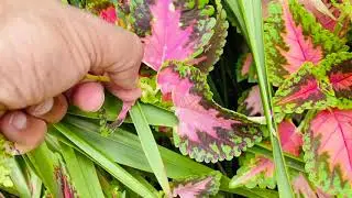 How to Make Coleus Bushy | How to Stop Coleus from Becoming Leggy