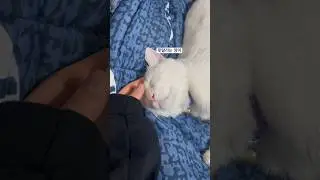 #오늘의술무새 #고양이 #cat #catvideos  #고양이일상 #short #좋아요 #구독