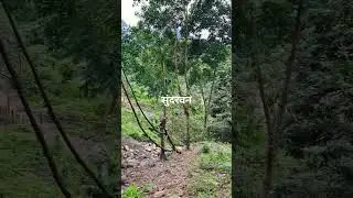 सुंदरवन