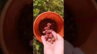 Сгонял на поле за полуспелой клубникой) За четыре часа собрал три литра)