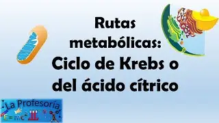 Rutas metabólicas: Ciclo de krebs o del ácido cítrico