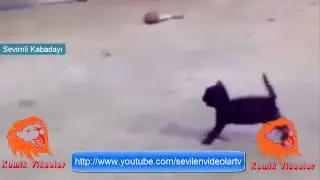 Sevimli Kabadayı