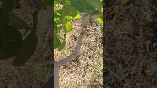 Haziran ayının vazgeçilmez aktivitesi fıstık aşılama 😀