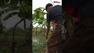 tarikan ikan nila