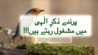 Hazrat Junaid Baghdadi ( RA ) aur aik Parinday ka Waqiah.