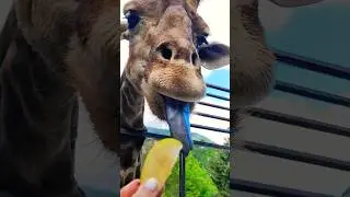 Какой👅👀 язык у🦒 ЖИРАФА😃#кормимживотных #жираф #жирафы #милота #zoo #зоопарксказка #animals #ялта2024