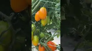 Помидор Бенигара в теплице и в открытом грунте