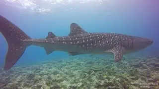 Maldives diving 2015 - žralok velrybí (Whale shark, Rhincodon typus)