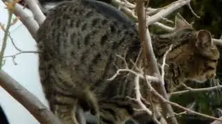 cat           2