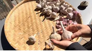 九月该种大蒜了，大蒜品种你选对了吗？