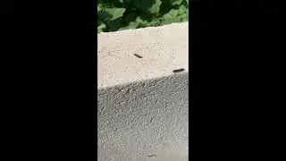 הדברת דובון הקורים בחצר בית - 055-9378-507 - המדביר שמציל