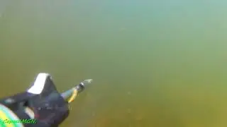 Выстрел подводного ружья Оса.