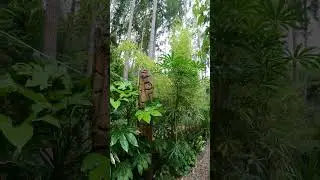 Growing Tropical looking Umbrella trees in a Northern Jungle garden #palmtrees #trachycarpus