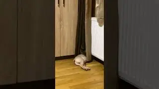 Минула година, вин не здається! #собаки
