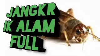 Suara JANGKRIK Alam Jernih Suara Keras Bagus Buat MASTERAN BURUNG OCEHAN 🦗