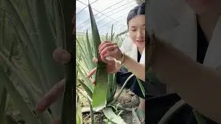 한 입이면 갈증이 확 풀리는 가을이 왔습니다  아직 먹어본 적 없으신가요