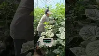 Techniques To Grow High Yield Cucumbers 