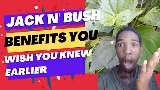 💯Jack in the Bush Benefits You Wish You Knew Earlier.💯