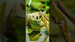 Frog misses catch on its prey funny lol #shorts