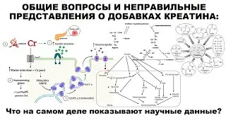 лекция: ОБЩИЕ ВОПРОСЫ И НЕПРАВИЛЬНЫЕ ПРЕДСТАВЛЕНИЯ О ДОБАВКАХ КРЕАТИНА